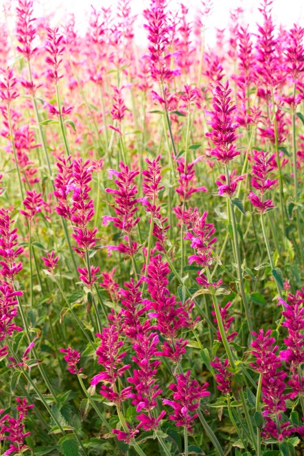 hyssop3