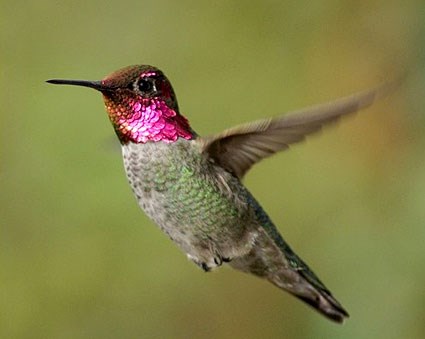 ruby-throated-hummingbird