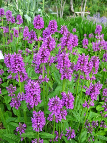 stachys-monieri-hummelo-rbg-2012