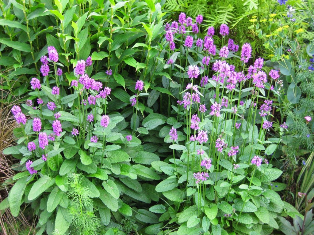 stachys-officinalis